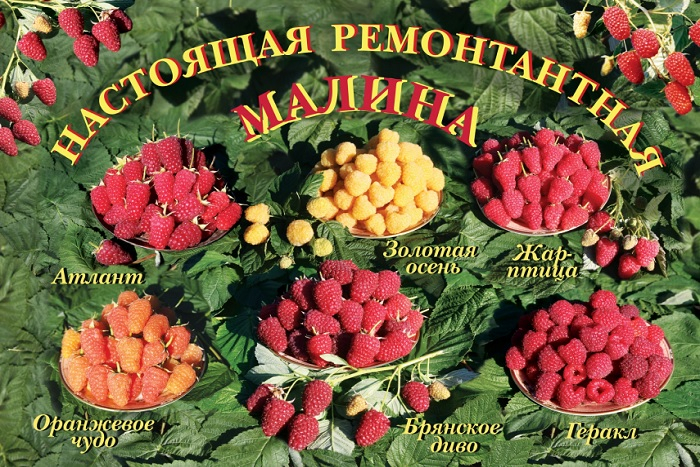 Настоящая ремонтантная малина - саженцы в продаже сорта ремонтантной малины