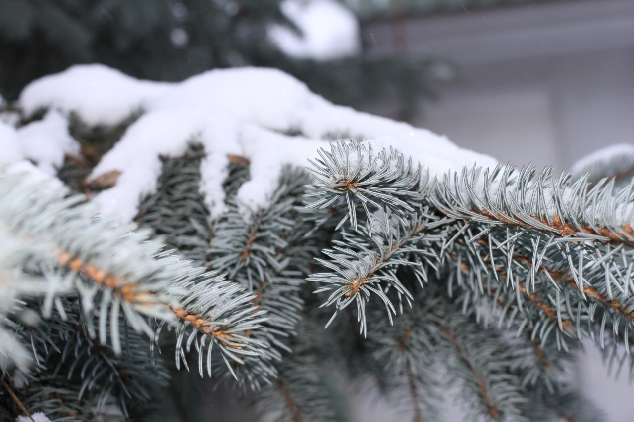 Живые новогодние ели с доставкой по Москве купить живую новогоднюю елку